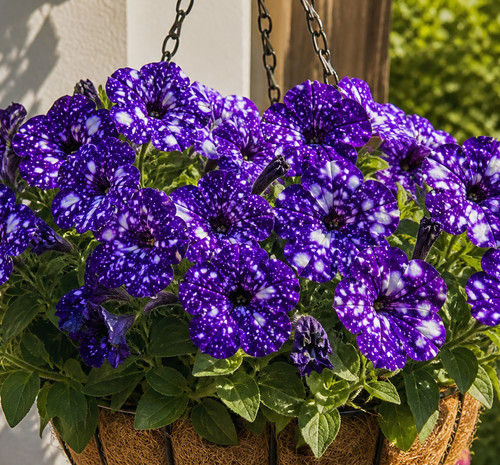 8000795 petunia blue sky - blue,