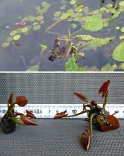 rosa Zwergseerose für das Aquarium Deko !