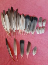 60 Taubenfedern Federn Vogelfedern Naturfedern  Feder Taube Basteln Traumfänger