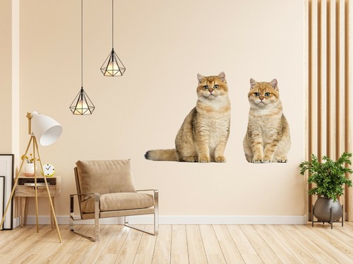 Fette katze m258 - katze, tier