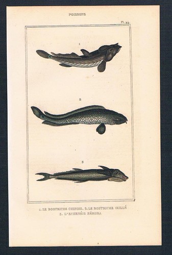 1840 wels welse bostriche - 1840,