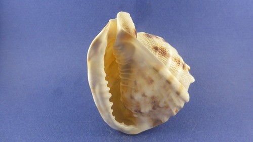 Cassis cornuta muschel - cassis,
