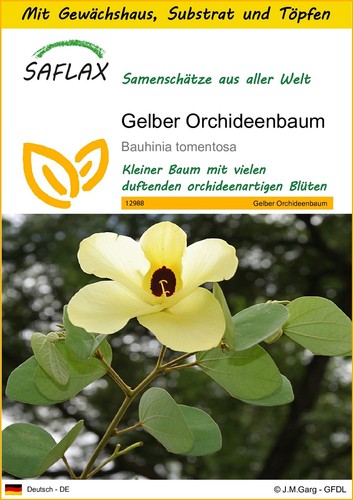 Saflax anzuchtset gelber - saflax,