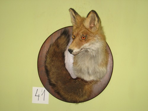 Fuchs kopf präparat - kopf, +