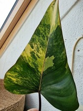 Philodendron Strawberry Shake