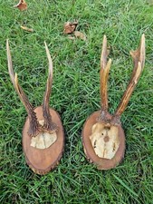 Diverse kleine Geweihe