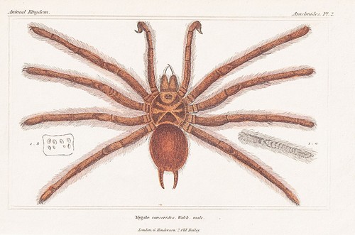 Mygale cancerides vogelspinnen - mygale,
