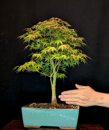 Bonsai japanischer - bonsai,