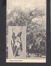 RE065 Tonga Ganzsache Bildpostkarte Fledermaus  SPECIMEN  *