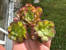 Aeonium Neptune Middle Rainbow