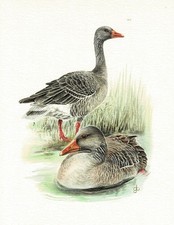 Graugans Entenvögel - Kunstdruck-Bild - 25,5 x 17,5 cm (e)