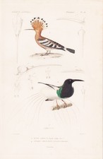 Upupa epops hoopoe Epimachus