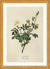 Filz - Rose Rosa Tomentosa Smith Rosier Tomenteux Strauch Stacheln Redoute 146