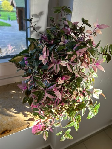 Große tradescantia - •,