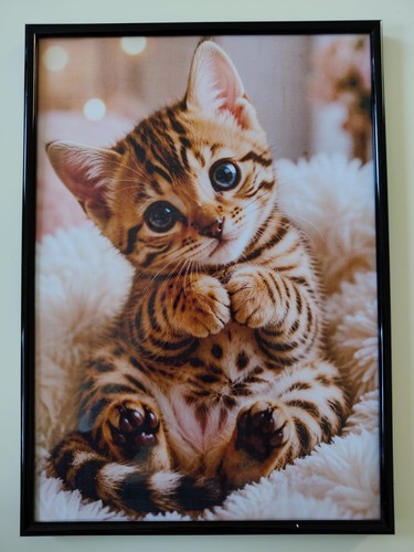 Katzenbaby bengalkatze din - katzenbaby,