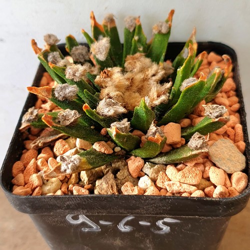Alter ariocarpus agavoides - ariocarpus,