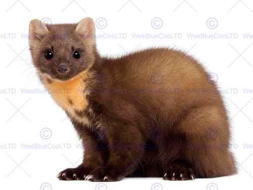 European pine marten youngster - european,