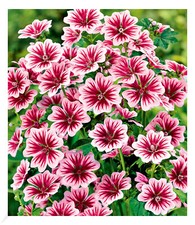 Stauden-Malve "Zebrina",3 Pflanzen