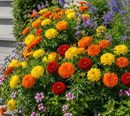 Sale3326 tagetes spun mix - sale3326,