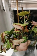 Syngonium podophyllum 'Red Heart' Purpurtute Seltene Rarität Mit Seitentrieb 