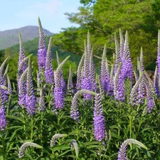 Langblättriger EHRENPREIS