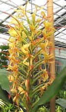 SAMEN i! Schmetterlings-Ingwer !i Fensterbank - Wintergarten Duftsamen - exotisc