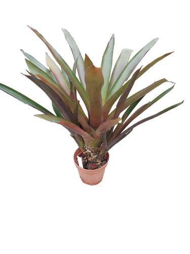 Guzmania conifera etablierter - guzmania, conifera,