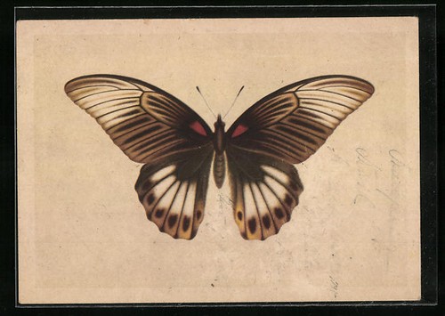 Künstler schmetterling - künstler-ak,