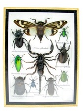 Einzelstück - echte