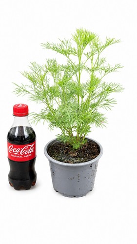 Cola strauch artemesia - strauch,