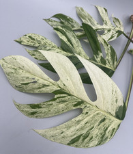 Ausgewachsene Epipremnum