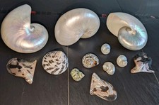 Konvolut große 17 cm Perlmutt Nautilus Muschel , Tectus , Austern , u.a. 