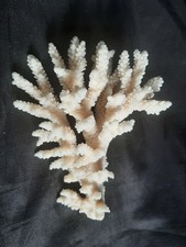 Echte weiße Steinkoralle 