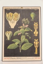 Alte Lehrtafel Ceylonischer Zimtbaum von Hermann Zippel