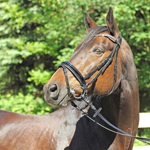 Euroriding trense grasse - euroriding,