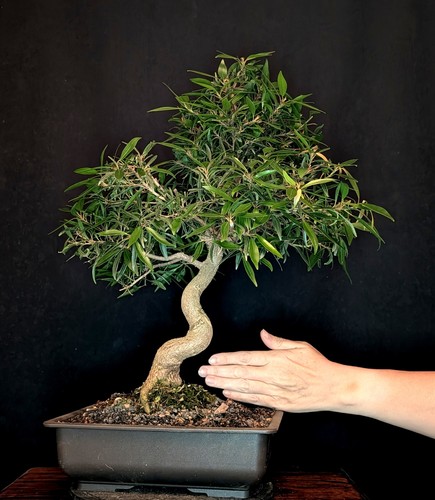 Bonsai chinesische feige ficus - bonsai,