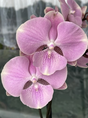 Orchidee phalaenopsis big lip - phalaenopsis,