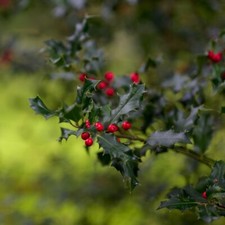 Meserva Stechpalme Blue