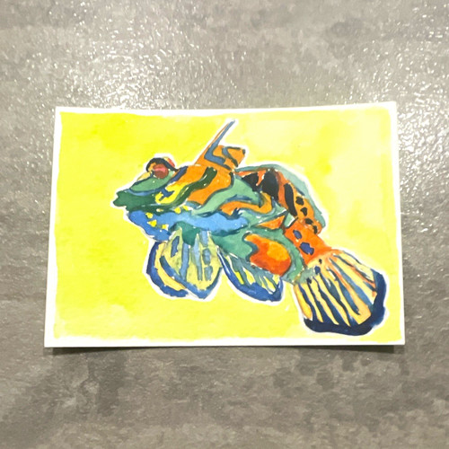 Original mandarinfish aceo - original,