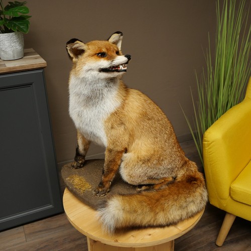 Fuchs rotfuchs sitzend - fuchs,