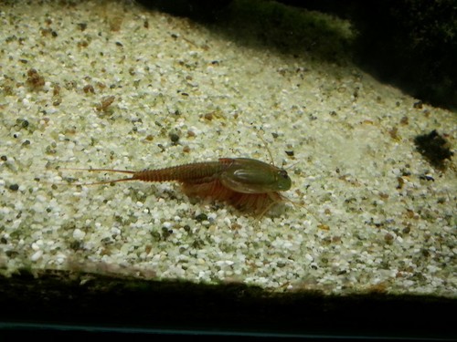 Triops granarius urzeitkrebse - triops,