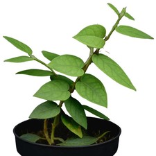 Ficus villosa 'Silver'