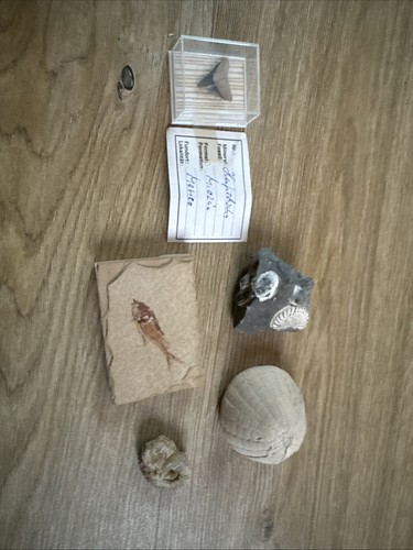 Fossiliensammlung