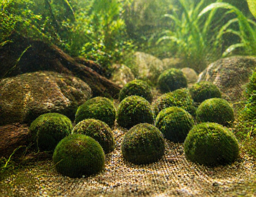 Marimo mooskugeln 7 cm - 15, 5-7