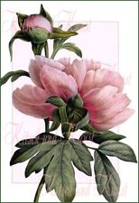 Pfingstrose Vintage A4 – Rub-On, Decal, Klebefolie & Reispapier für DIY-Deko