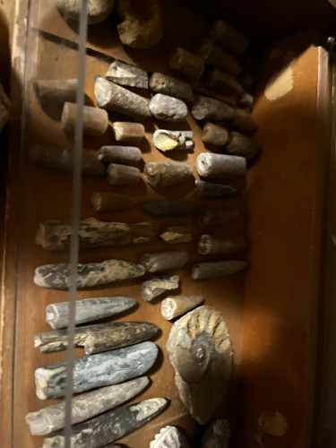 Ammoniten fossilien sammlung - ammoniten, fossilien-sammlung