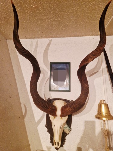 Kudu geweih gehörn cm - gehörn, 95