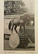 Historische Ansichtskarte, Circus Williams, Köln, Pferd, Zirkus, 1940er, Rarität