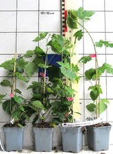 Morus "Illinois Everbearing" /