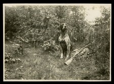 Deutsch Kurzhaar Hund Falk mit